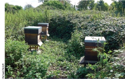 The Rise of Bee Rustling - and its Reporting