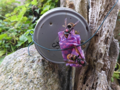 Tracking Asian hornets - how it is done