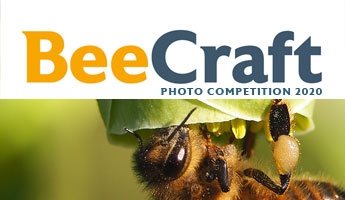 Photo of the Month Competition