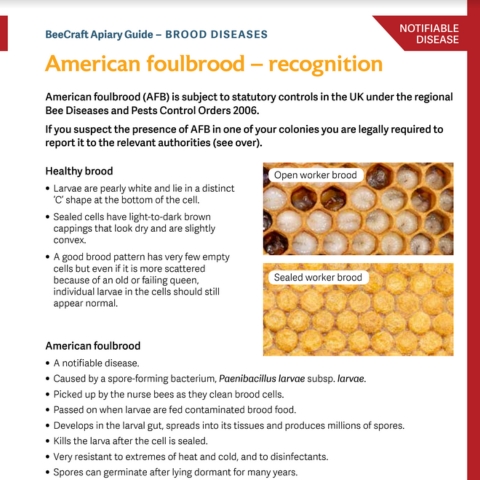 UPDATED & IMPROVED Brood Disease Recognition Guides