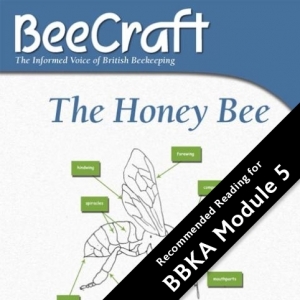 Honey Bee Illustrated - Bee Craft Digital Download Book
