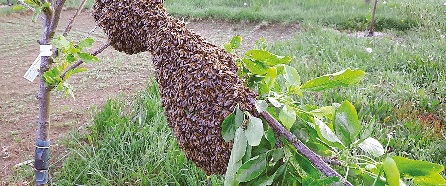 Beginners in the apiary – April - Bee Craft Ltd
