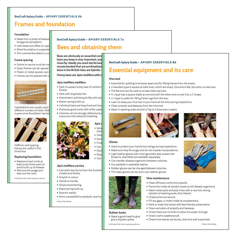 beecraft-guides-apiary-essential-beginners