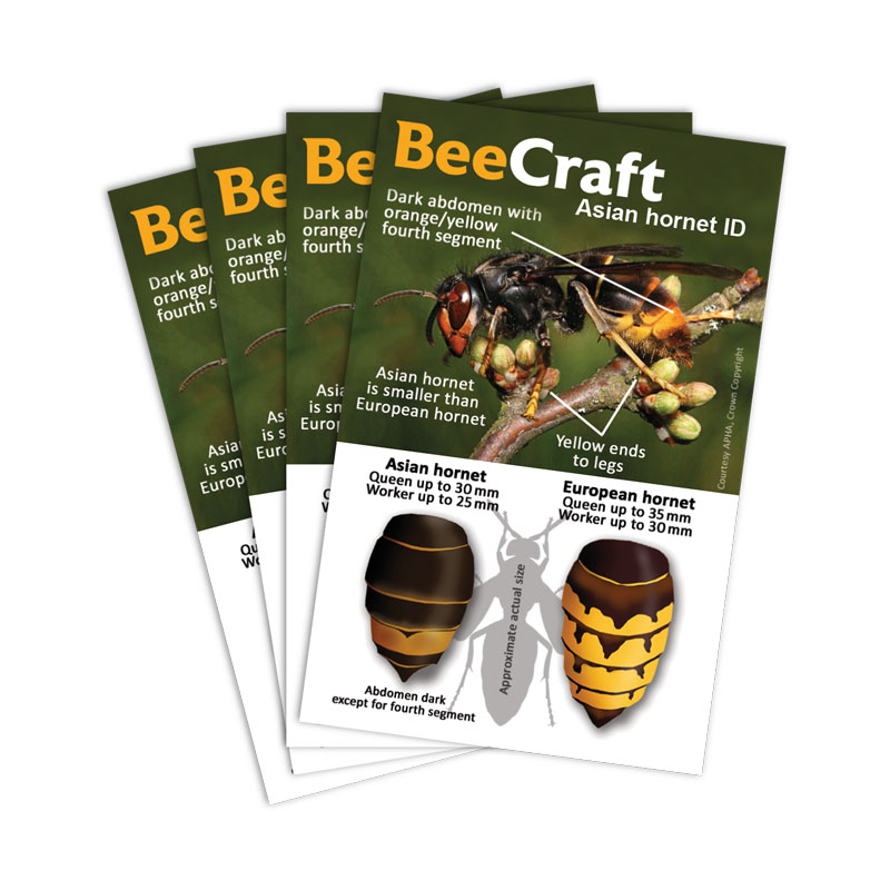 beecraft_asian_hornet_cards